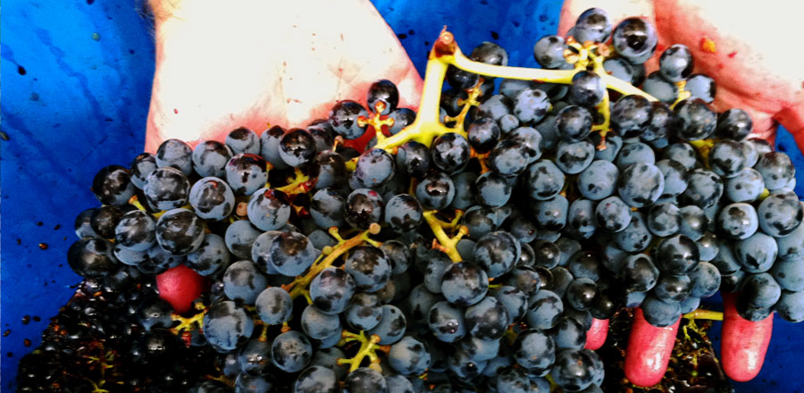 Alicante wine grapes