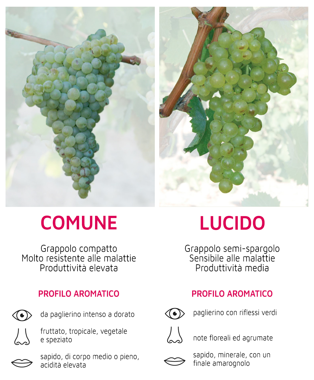 IL CATARRATTO