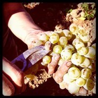 Events | Vinissage 2013