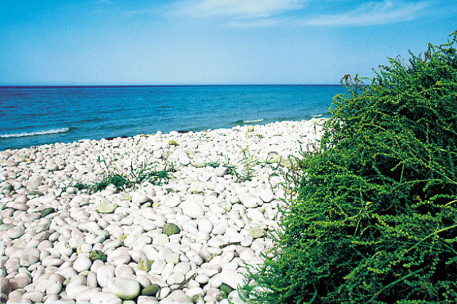 Bertolino e le Giache Bianche