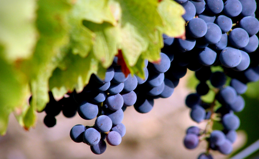 MORE ABOUT PERRICONE