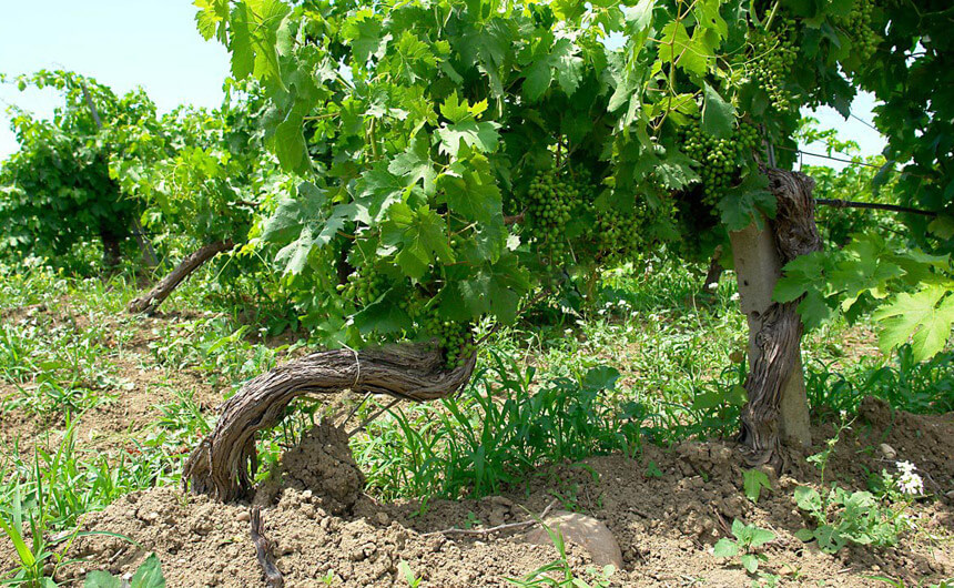 VINEYARD DIETRO LE CASE